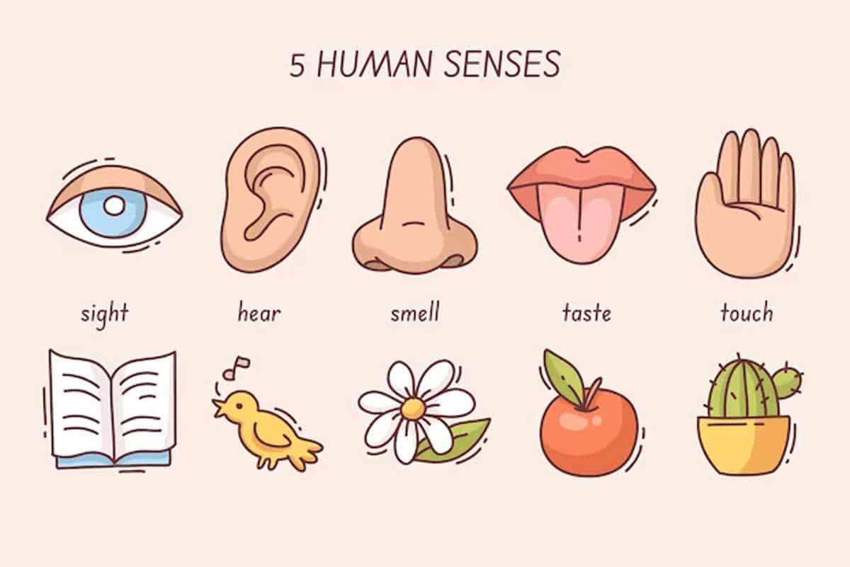 Imagen de los 5 sentidos que se pueden estimular sexualmente